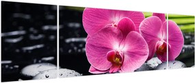 Obraz - Różowe orchidee z liściem palmy (170x50 cm)
