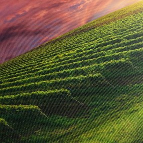 Obraz winnicy z kolorowym niebem (125x70 cm)