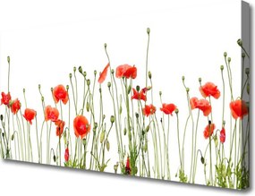 Obraz canvas Maki o Poranku