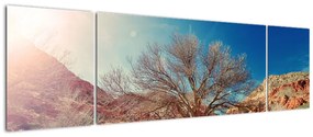 Obraz drzewa na pustyni (170x50 cm)