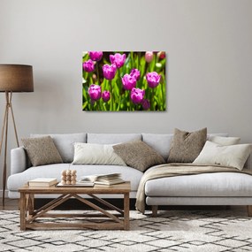 Obraz na szkle - tulipany na łące (70x50 cm)