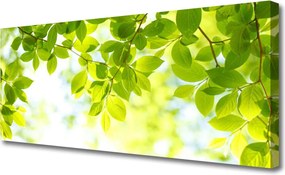 Obraz na płótnie Świeże Zielone Liście