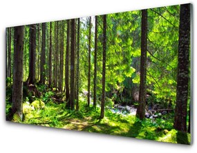 Obraz Akrylowy Las Drzewa Roślina Natura