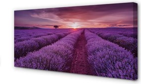 Obraz canvas na ścianę Pole Wrzosów