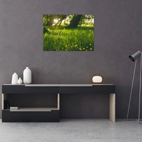 Obraz na szkle - natura - łąka (70x50 cm)