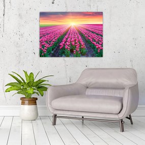 Obraz pole tulipanów ze słońcem (70x50 cm)