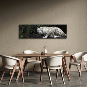 Obraz - Tygrys albinos (170x50 cm)