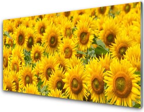 Panel Kuchenny Słonecznik W Pełnym Słońcu