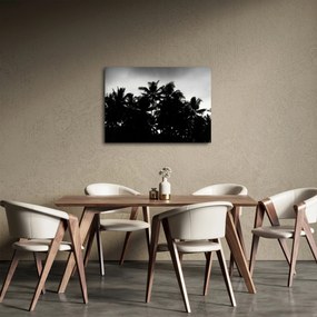 Obraz czarno - biały - palmy (70x50 cm)