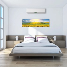 Obraz - Pole słoneczników (170x50 cm)