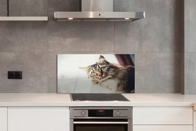 Panel Szklany Majestatyczny Maine Coon