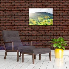 Obraz plantacji (70x50 cm)