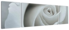 Obraz - Biała róża (170x50 cm)