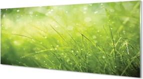 Szklany Panel Świeżość Rosy na Trawie