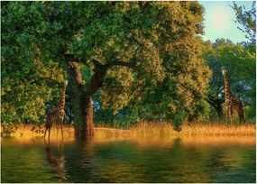 Obraz na szkle - żyrafy w naturze (70x50 cm)