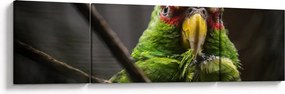 Obraz papugi (170x50 cm)
