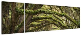 Obraz - Oaks Avenue, Charleston, Karolina Południowa, USA (170x50 cm)