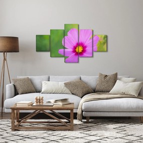 Obraz - polny kwiat (125x70 cm)
