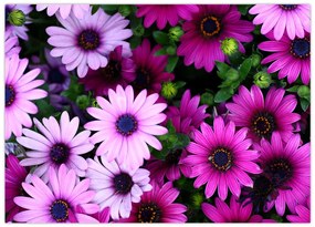 Obraz na szkle - Kwiaty (70x50 cm)