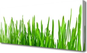 Fotoobraz na płótnie Polna Trawa o Złotej Godzinie