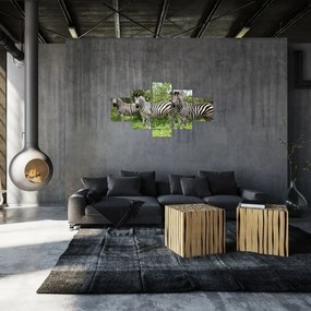Obraz z zebrami (125x70 cm)