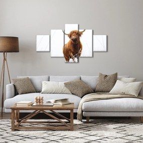 Obraz - Szkocka krowa (125x70 cm)
