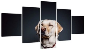 Obraz labradora (125x70 cm)