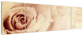 Obraz - Kwiat róży dla zakochanych (170x50 cm)