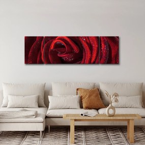 Obraz - Czerwona róża z kroplami rosy (170x50 cm)