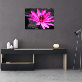 Obraz na szkle - różowy kwiat (70x50 cm)