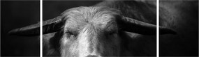 Obraz - Krowa (170x50 cm)