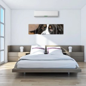 Obraz psa (170x50 cm)