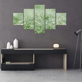 Obraz - Poranna rosa na źdźbłach trawy (125x70 cm)