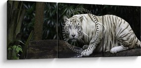Obraz - Tygrys albinos (z zegarem) (90x30 cm)