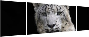 Obraz - Snow Leopard (170x50 cm)
