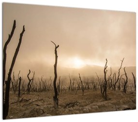Obraz na szkle - Nagie drzewa (70x50 cm)