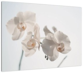 Obraz białej orchidei (70x50 cm)