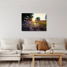 Obraz pola lawendy (70x50 cm)