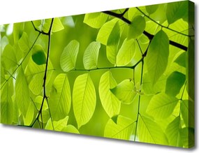 Zdjęcie na płótnie Botaniczny Detal Liści