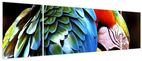 Obraz - Papuga (170x50 cm)