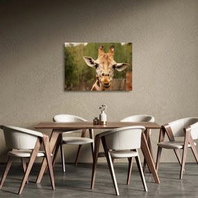 Obraz na szkle - żyrafa (70x50 cm)