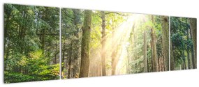 Obraz ścieżki w lesie (170x50 cm)