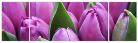 Obraz - kwiaty tulipanów (170x50 cm)