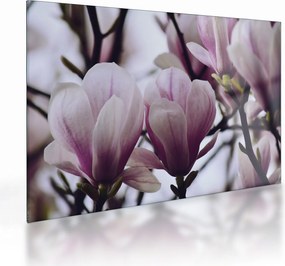 Obraz na szkle - Magnolia (70x50 cm)