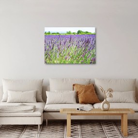 Obraz pola z lawendą (70x50 cm)