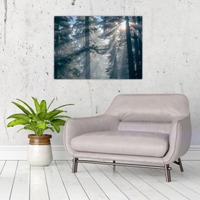 Obraz drzew, przez które prześwieca słońce (70x50 cm)