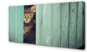 Zdjęcie na płótnie Ciekawski Kot Zaglądający