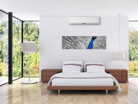 Obraz - niebieski paw (170x50 cm)