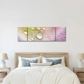 Obraz - Krople rosy (170x50 cm)