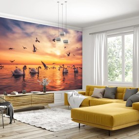Fototapeta - Łabędzie na jeziorze (196x136 cm)